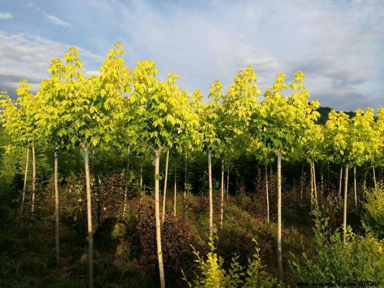 金葉復(fù)葉槭圖片/金葉復(fù)葉槭樣板圖 (1)