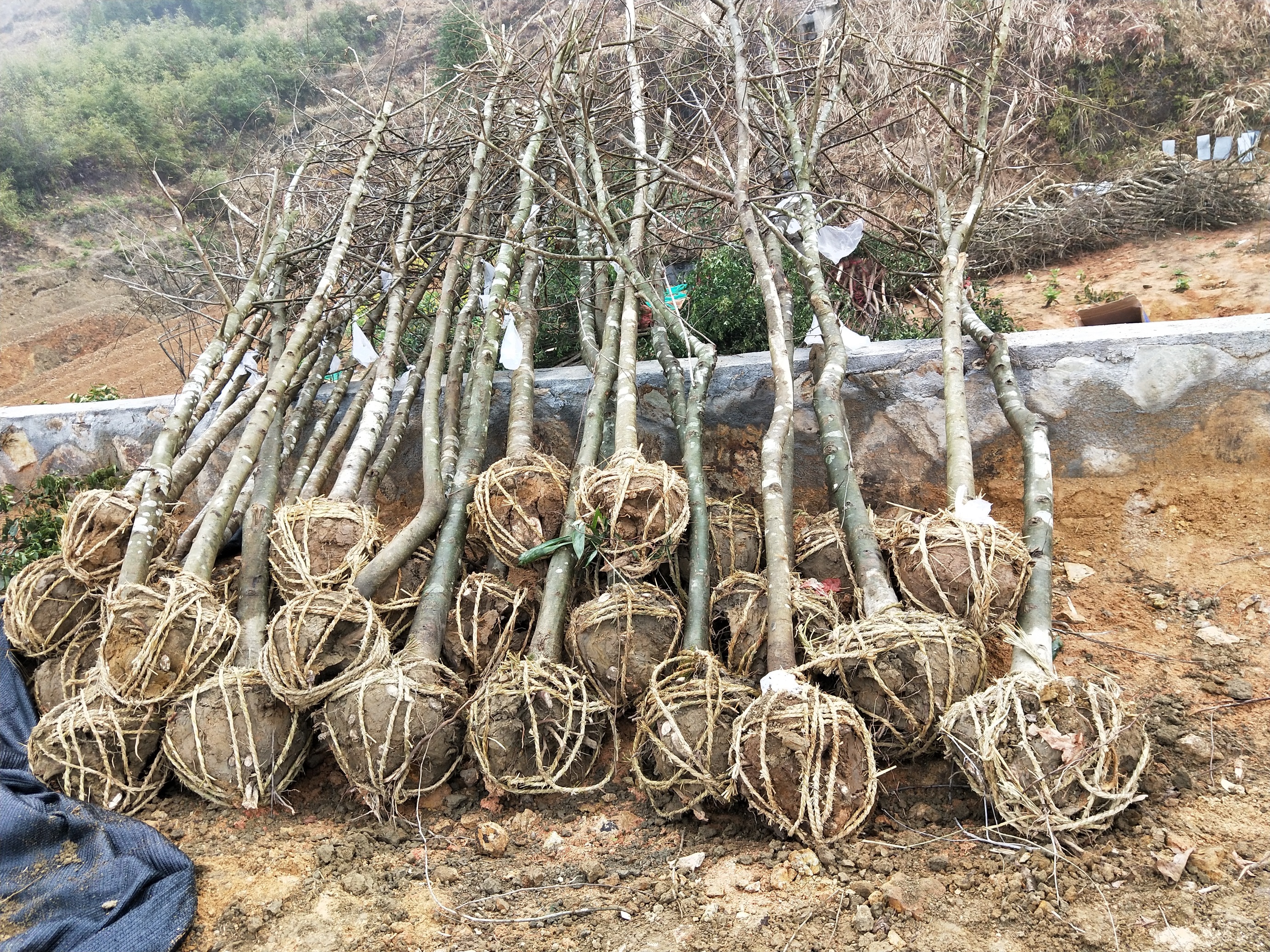 楓香優(yōu)質供應商楓香批發(fā)楓香價格楓香