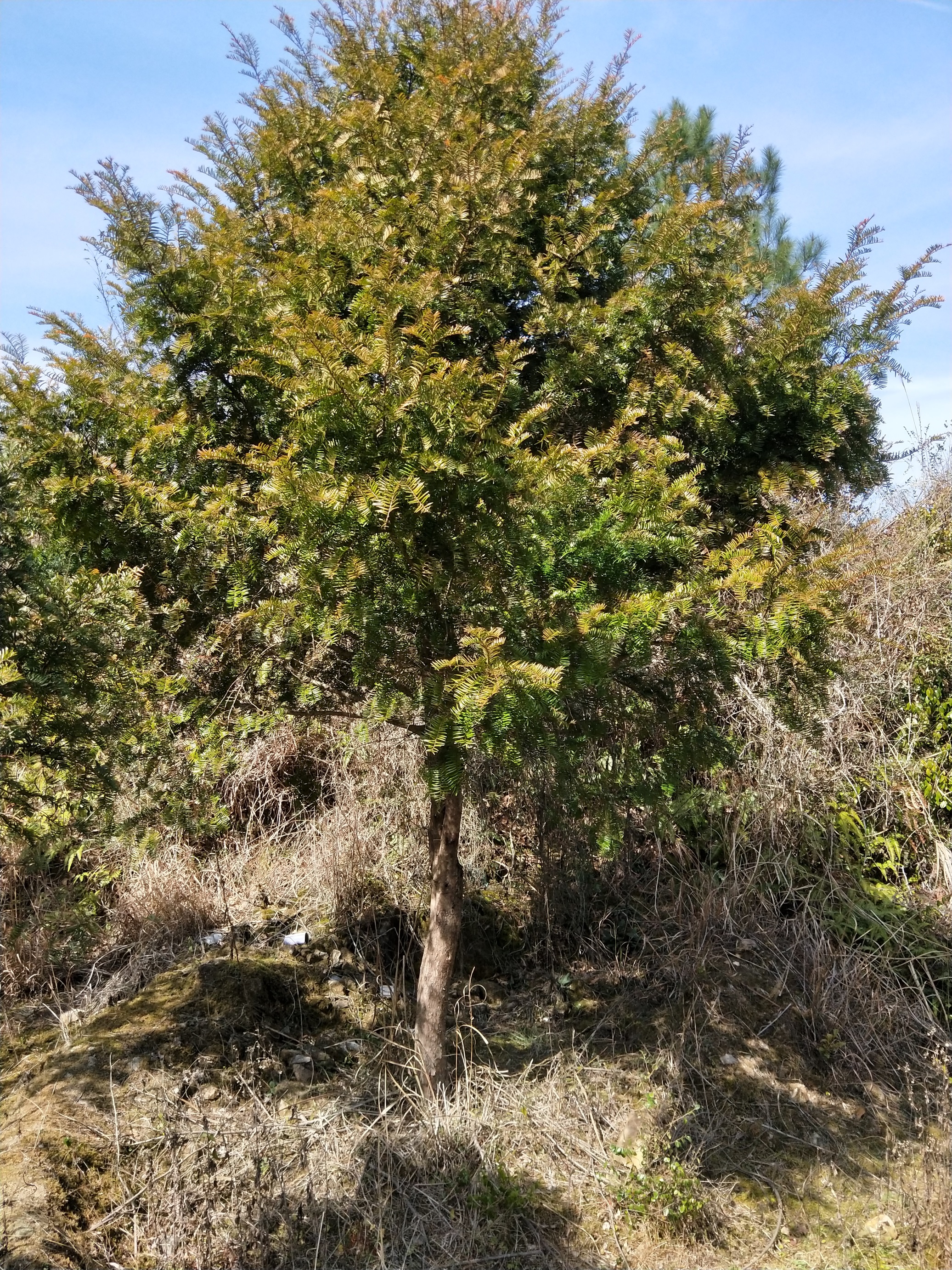 紅豆杉養(yǎng)殖方法紅豆杉價格18年紅豆杉相關(guān)信息紅豆杉