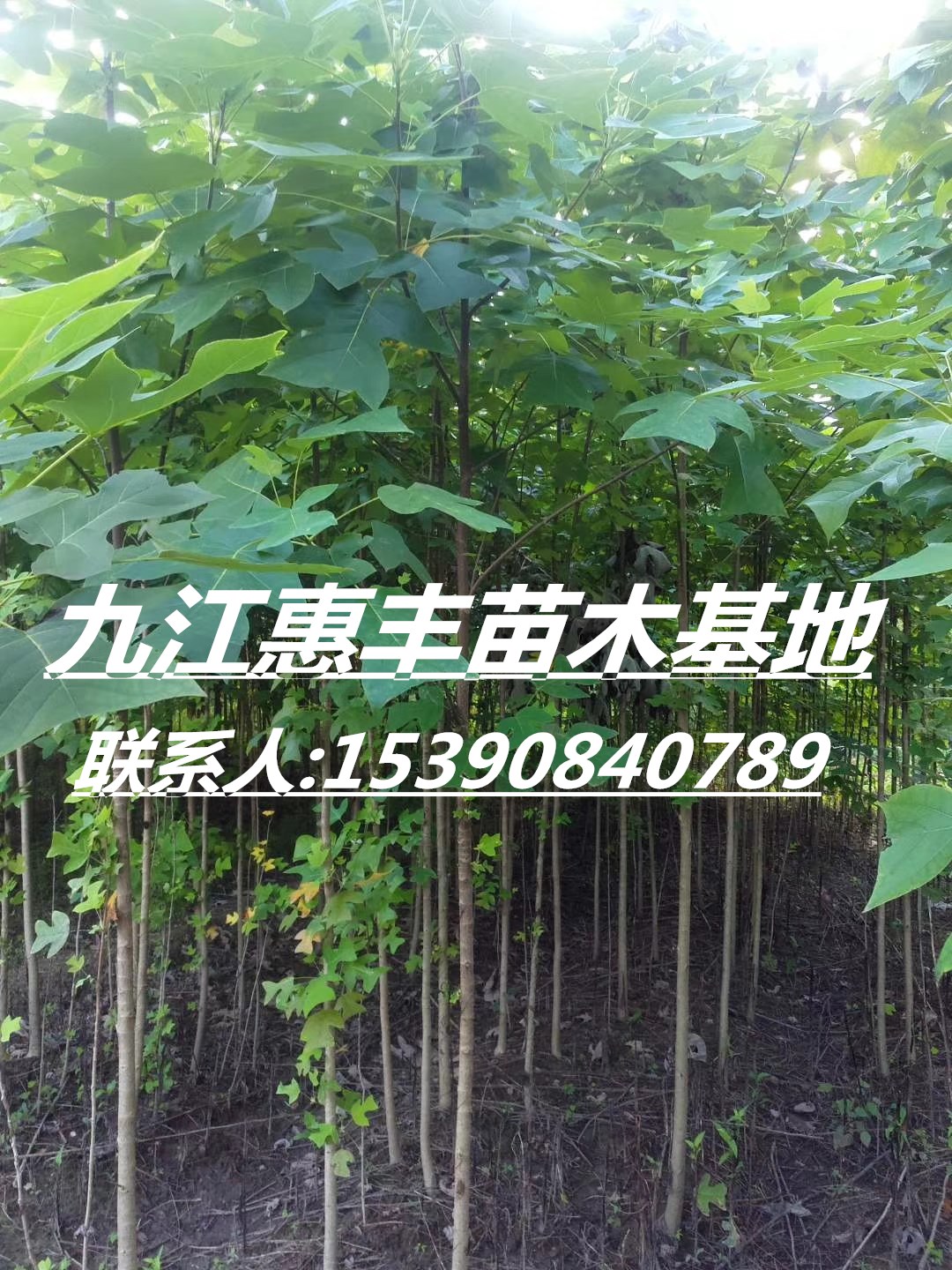 馬褂木小苗基地/供應(yīng)馬褂木小苗圖片