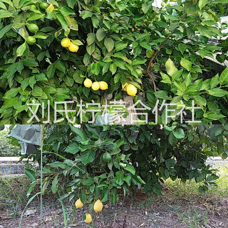 安岳檸檬 安岳尤力克檸檬