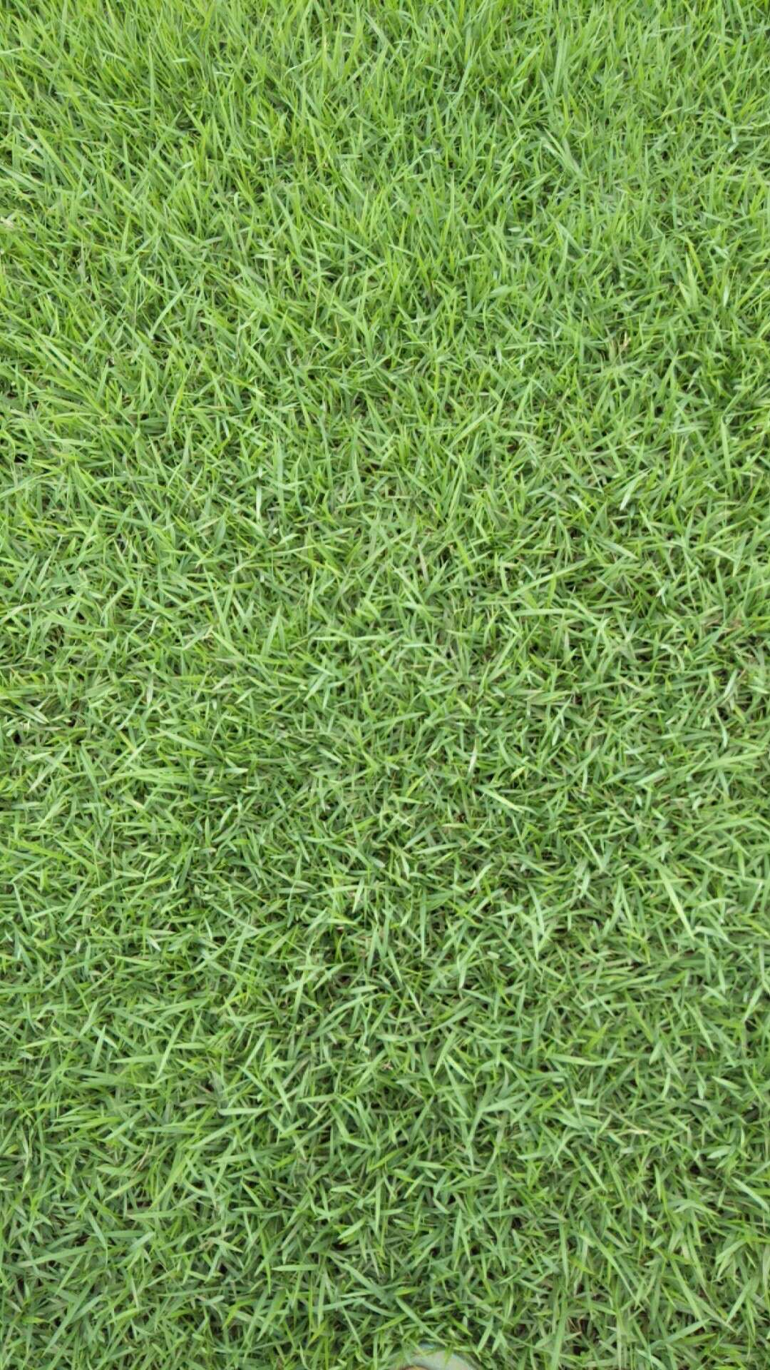 廣東蘭引三號(hào)草 廣東中山蘭引三號(hào)草 蘭引三號(hào)草種植方法 蘭引三號(hào)草培植