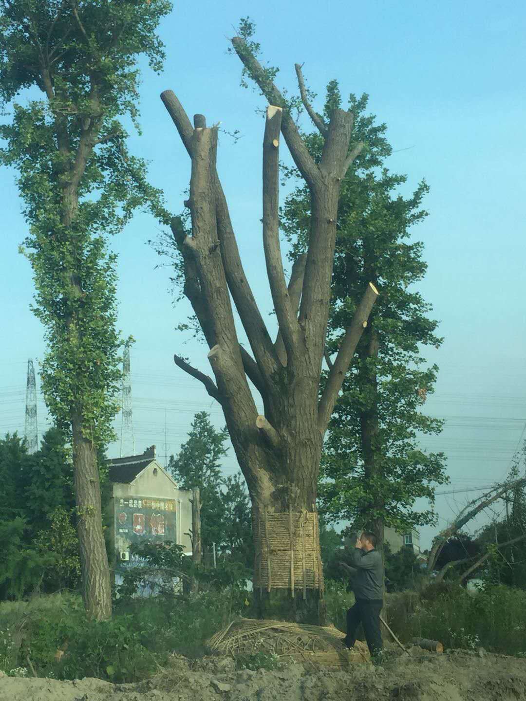 白蜡树价格  银杏树市场价格 银杏树价钱图片