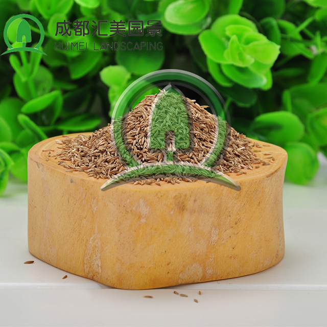 匯美園景供應(yīng)綠化草坪種子高羊茅草籽 四季常青低矮草種批發(fā)