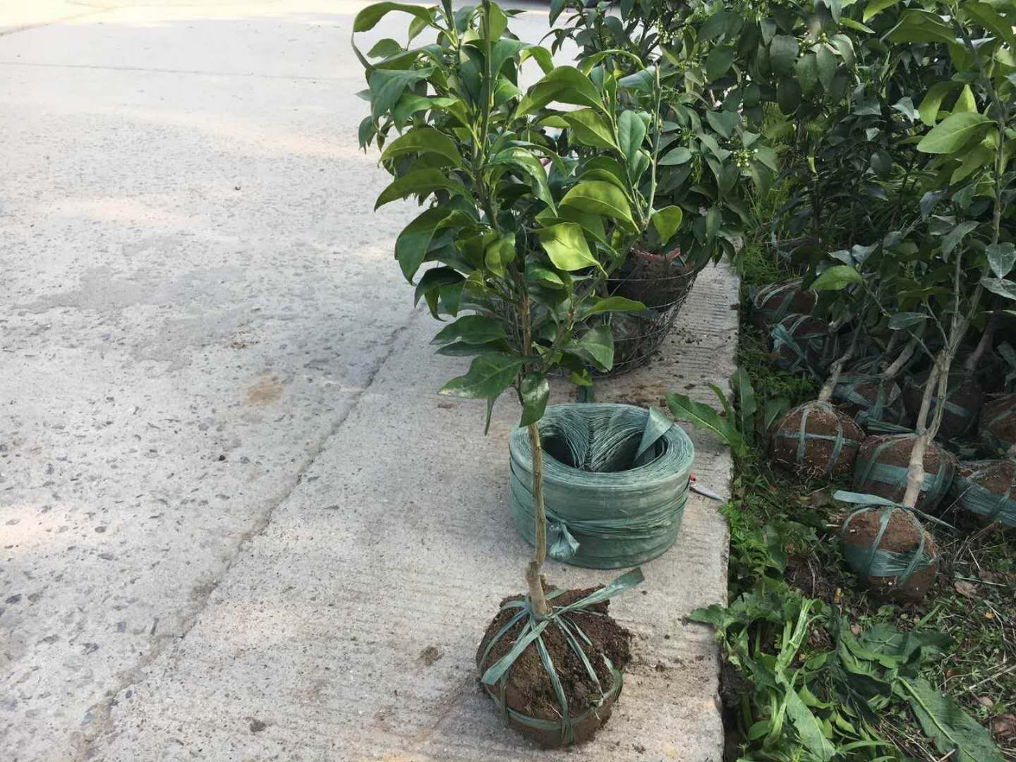 橘子苗 日本培育紅美人柑橘苗