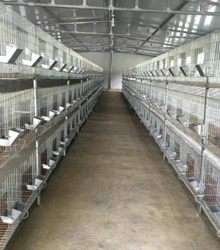 鐵絲兔圖片/鐵絲兔樣板圖 (3)