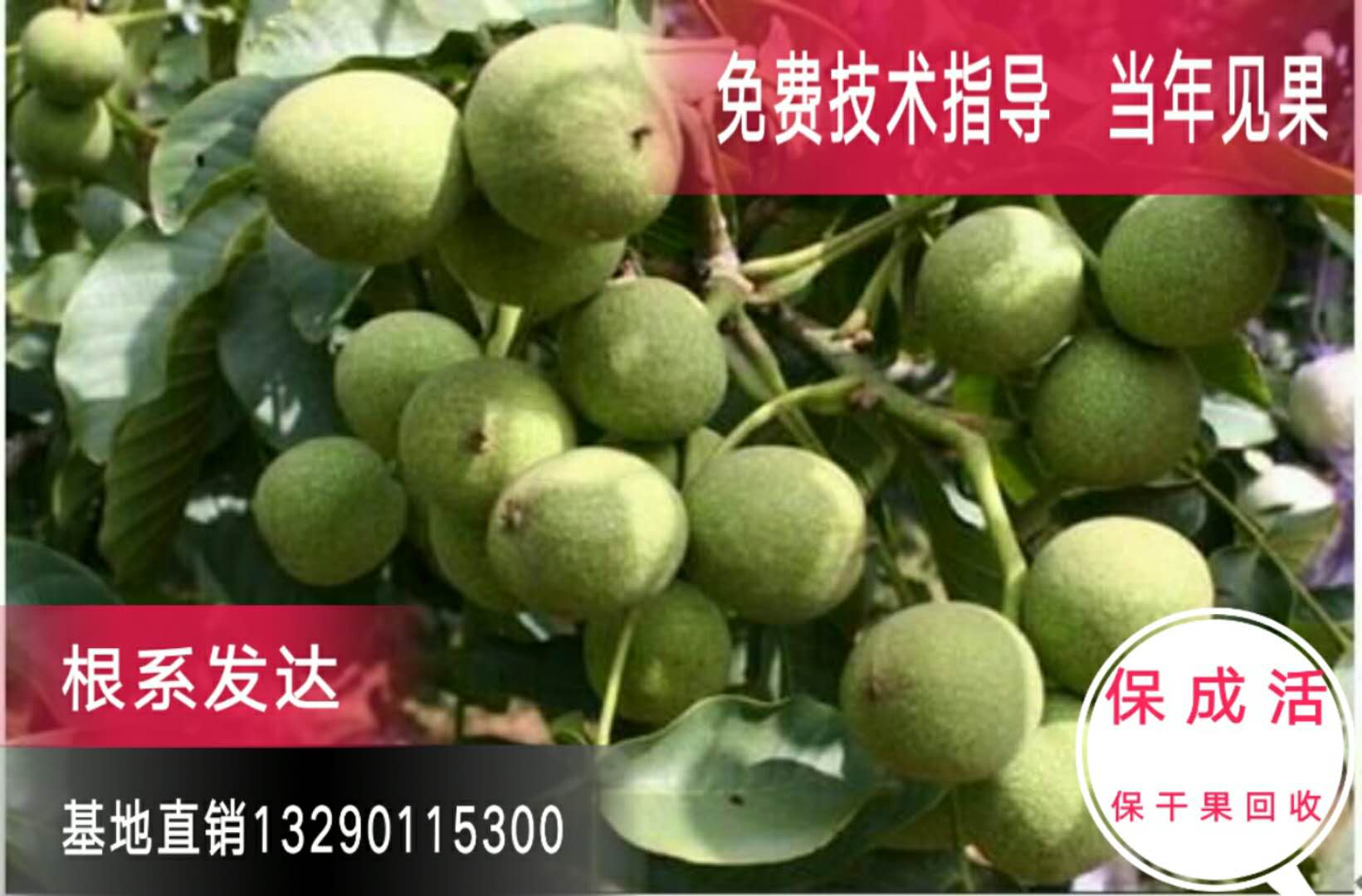河北核桃苗基地批發(fā) 綠化苗價格