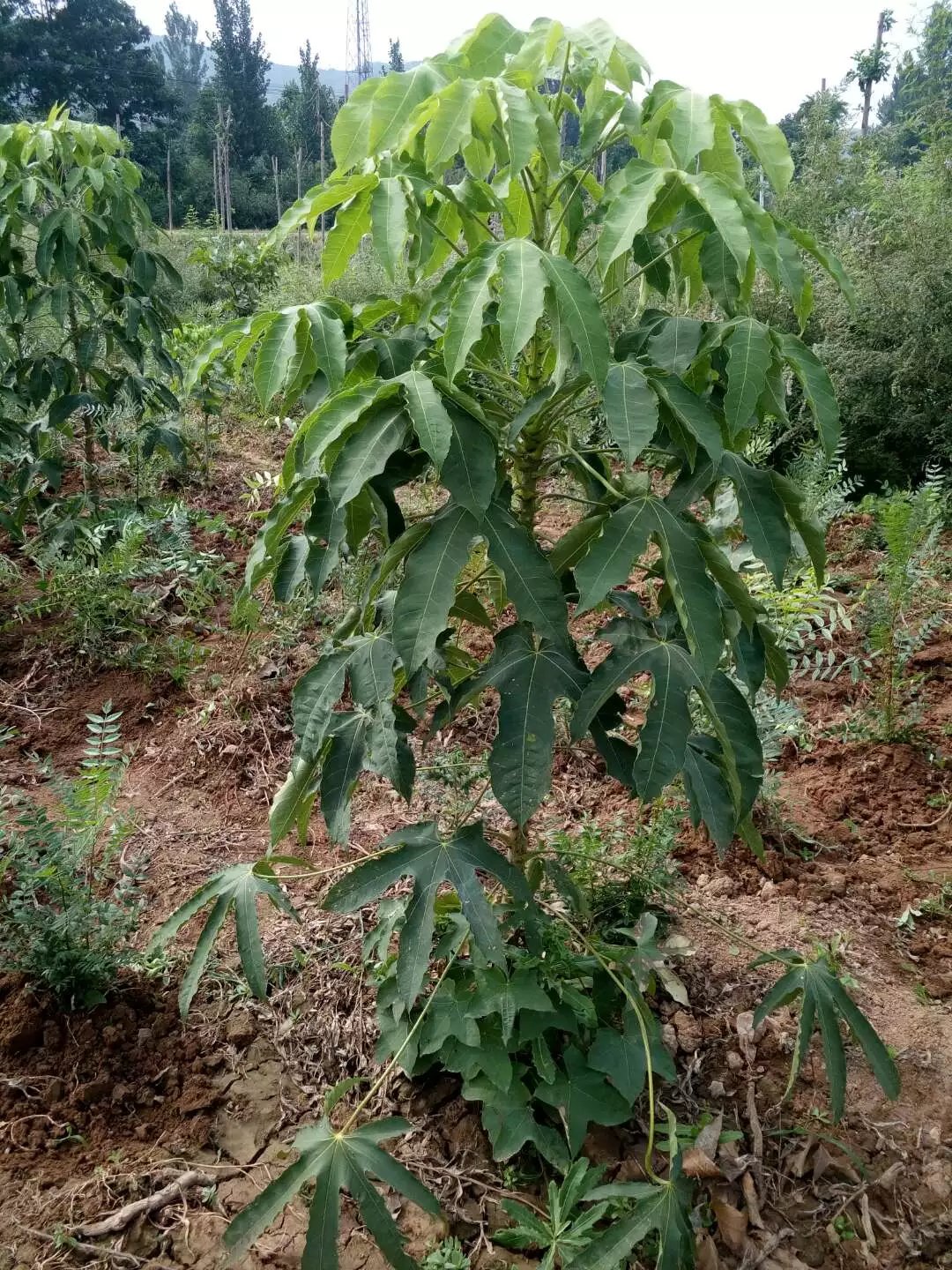 供應(yīng)刺楸苗木5萬株