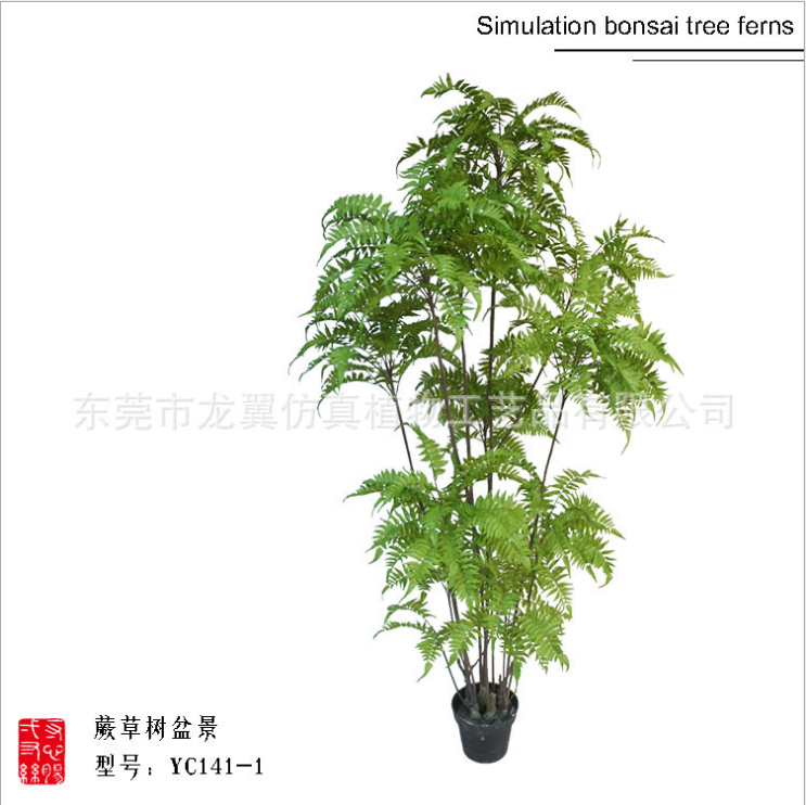 波斯叶草苏铁叶肾蕨室内软装摆件  波斯叶草直销 波斯叶草产品 波斯叶草报价 东莞波斯叶草 波斯叶草批发图片