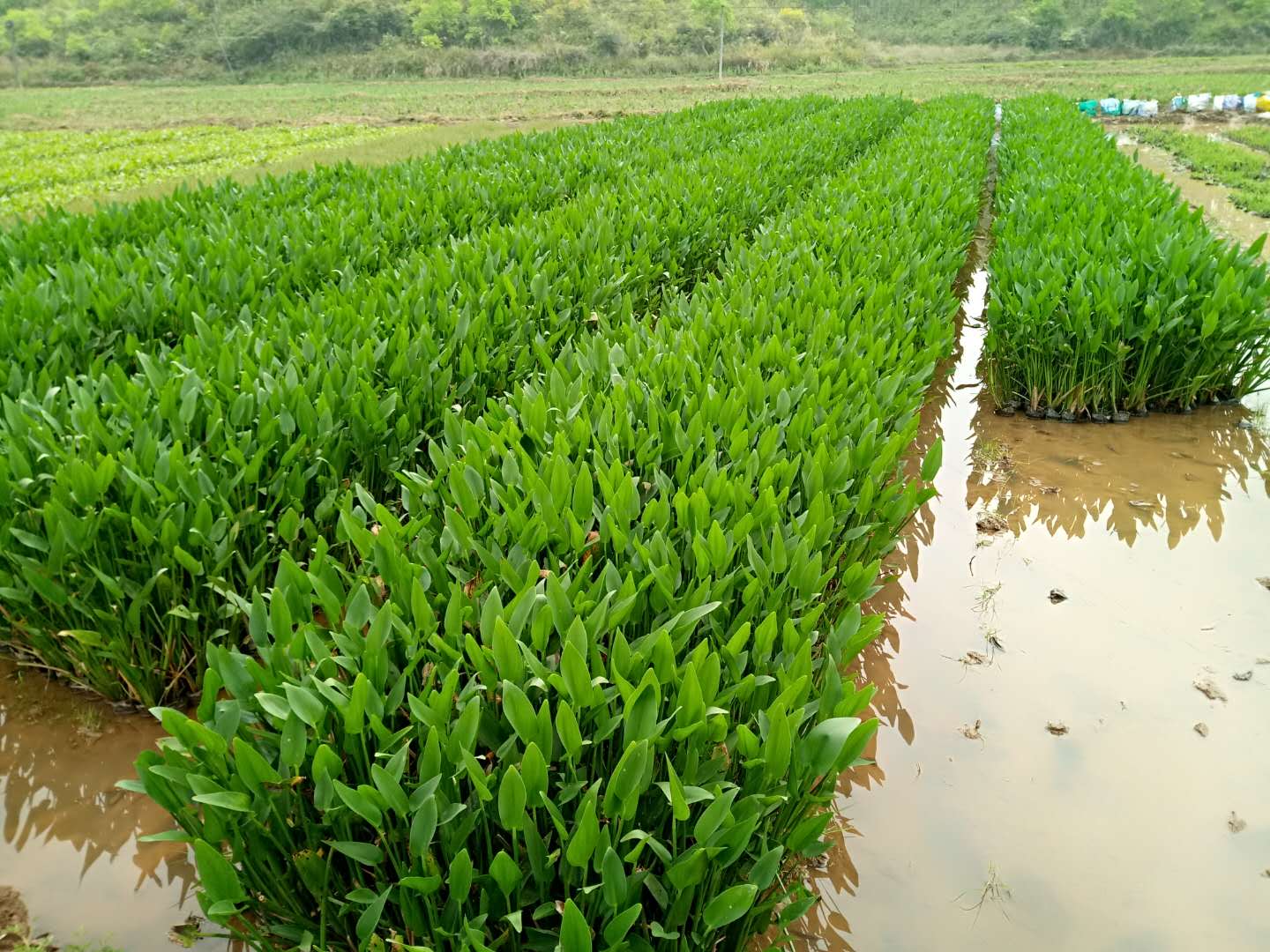 梧州梭魚草批發(fā)價格|梧州哪里批發(fā)梭魚草|梭魚草批發(fā)基地|廣西梭魚草批發(fā)基地