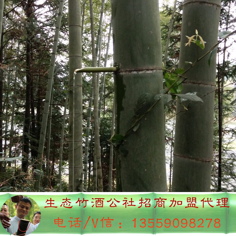 福建竹筒酒圖片/福建竹筒酒樣板圖 (4)