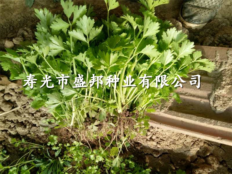 芹菜圖片/芹菜樣板圖 (3)