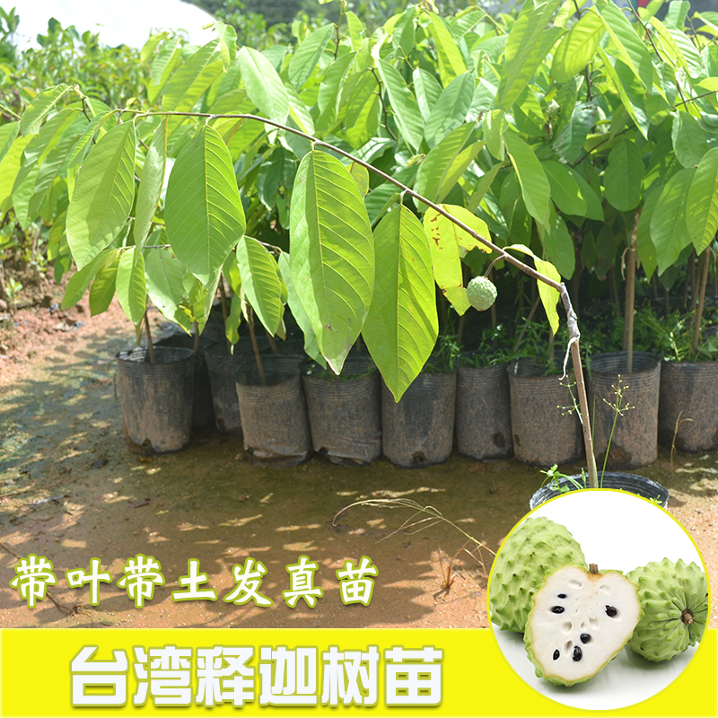 臺灣鳳梨釋迦果苗 番鬼荔枝苗 番荔枝嫁接樹苗 臺灣佛頭果樹苗 名貴果樹苗 合作社基地批發(fā)優(yōu)質(zhì)果樹苗