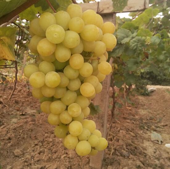 陽光玫瑰圖片/陽光玫瑰樣板圖 (1)