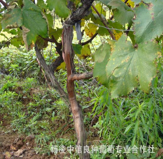 葡萄樹(shù)圖片/葡萄樹(shù)樣板圖 (3)