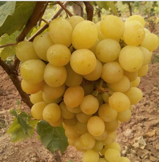 陽光玫瑰圖片/陽光玫瑰樣板圖 (3)