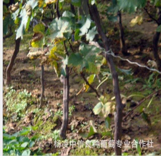 葡萄樹種植基地  葡萄樹 葡萄樹批發(fā) 葡萄樹廠家 葡萄樹價格 葡萄樹報價 葡萄樹供應商