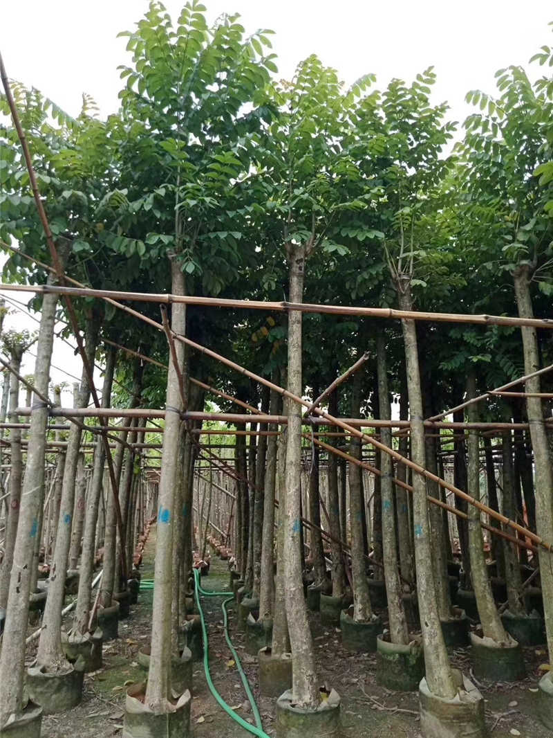 火焰木圖片/火焰木樣板圖 (1)
