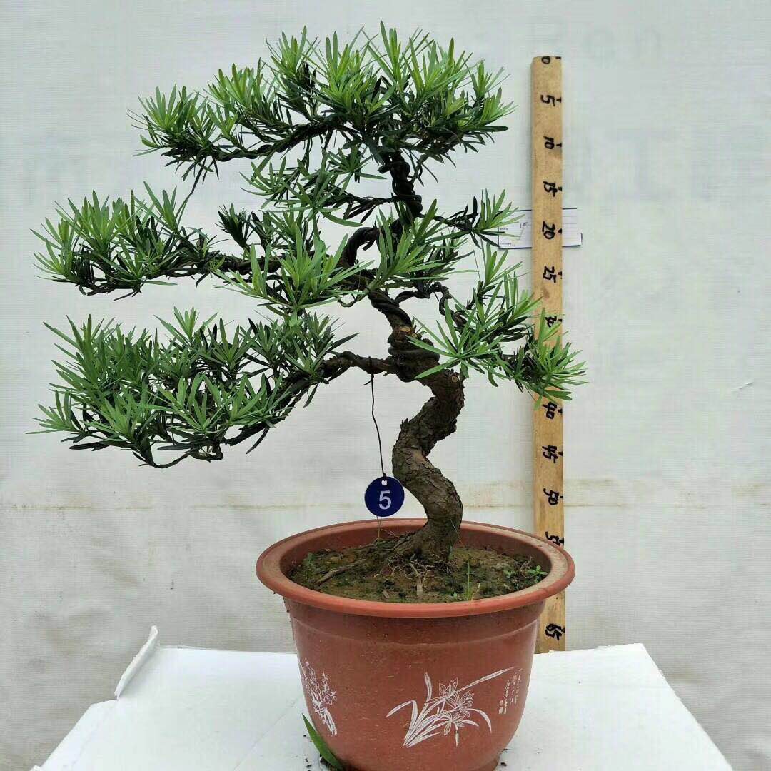 羅漢松盆景圖片/羅漢松盆景樣板圖 (3)
