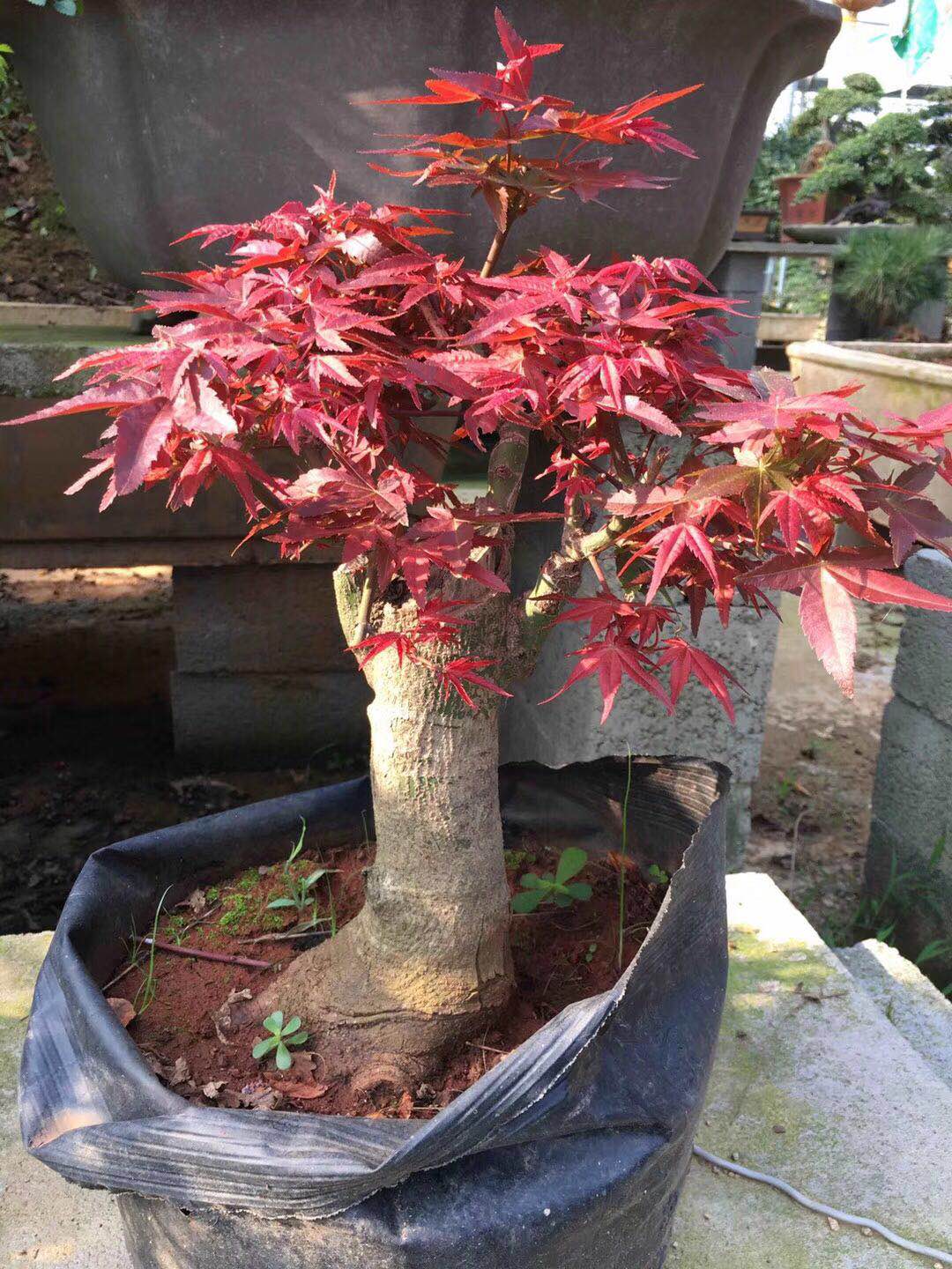 紅楓盆景圖片/紅楓盆景樣板圖 (2)