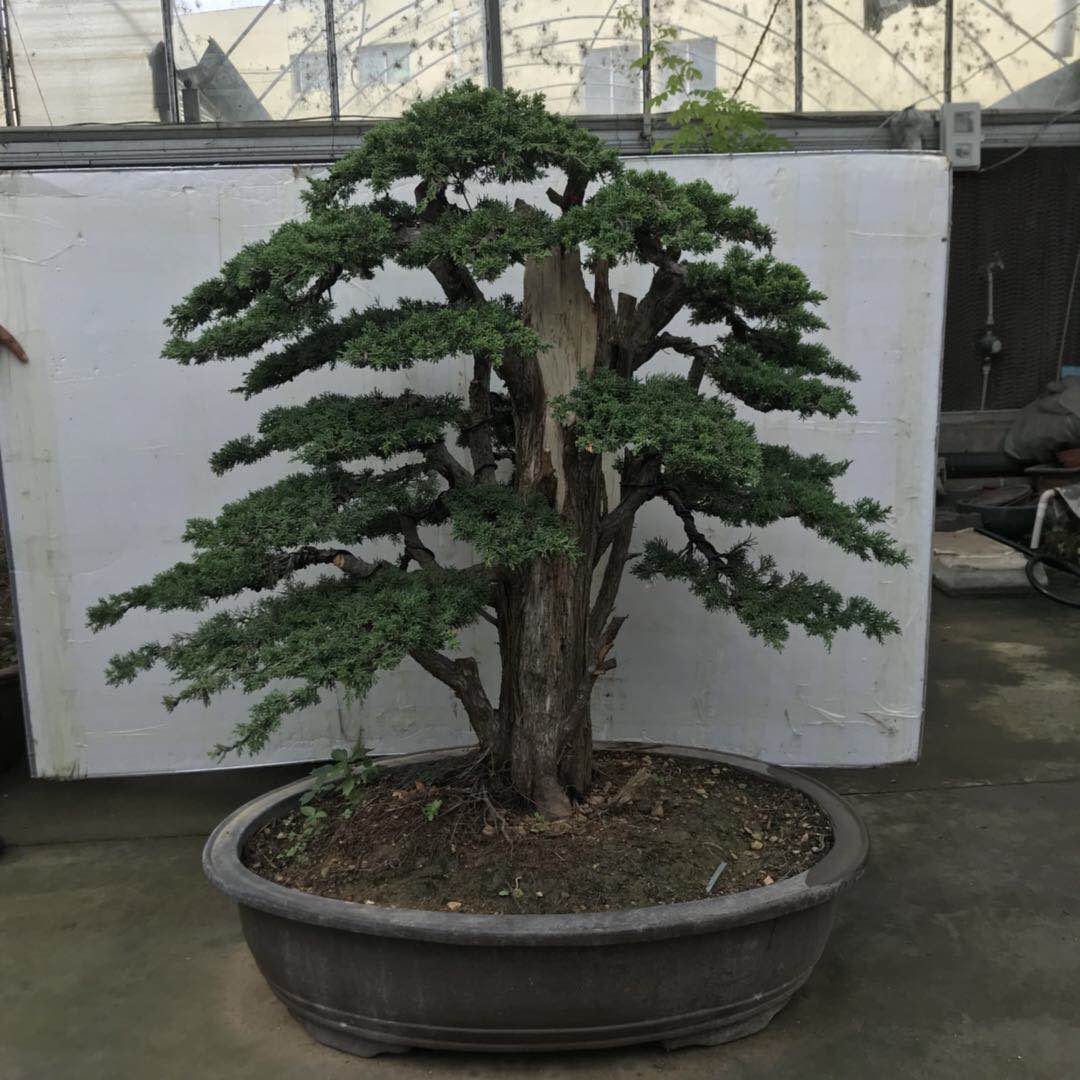 濟州真柏盆景_河南濟州真柏盆景_濟州真柏盆景供應商