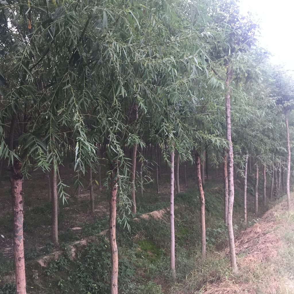 國(guó)槐大樹苗圖片/國(guó)槐大樹苗樣板圖 (3)