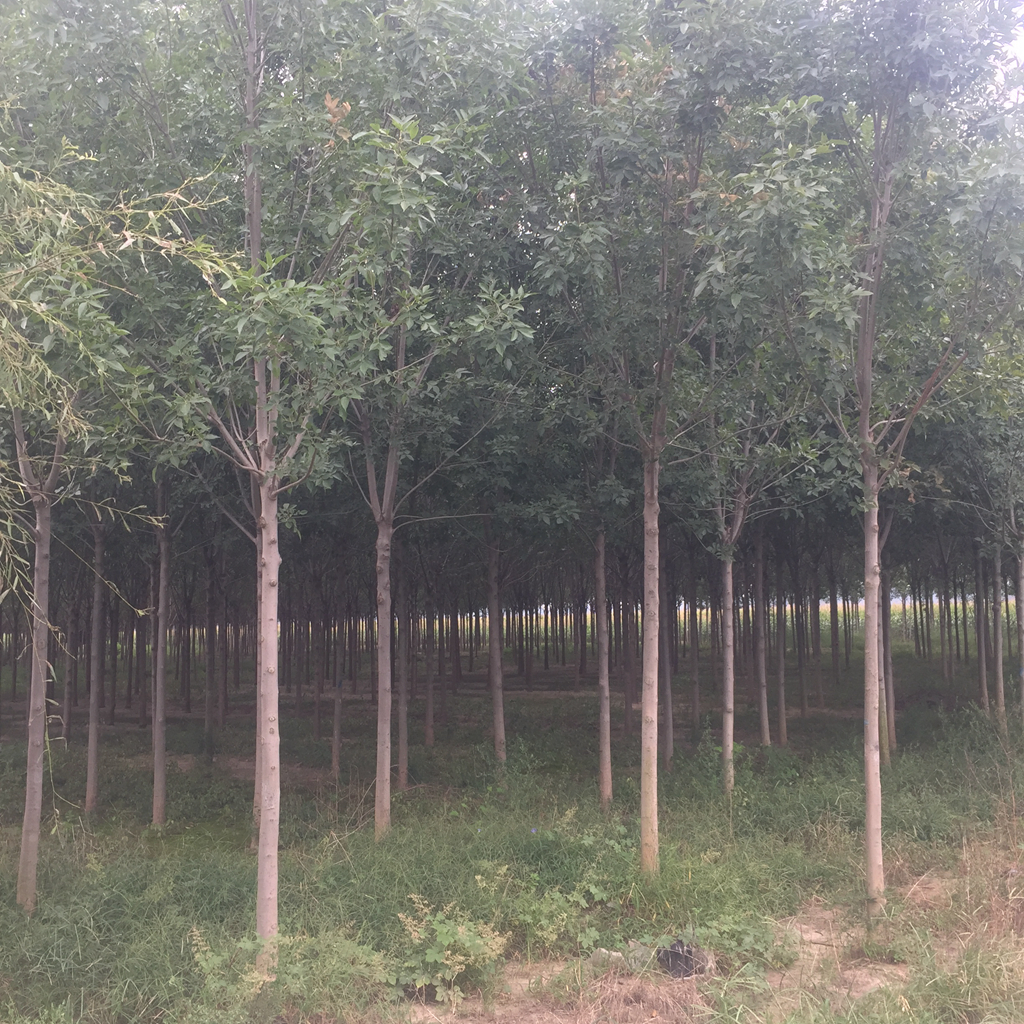 國(guó)槐大樹苗圖片/國(guó)槐大樹苗樣板圖 (2)