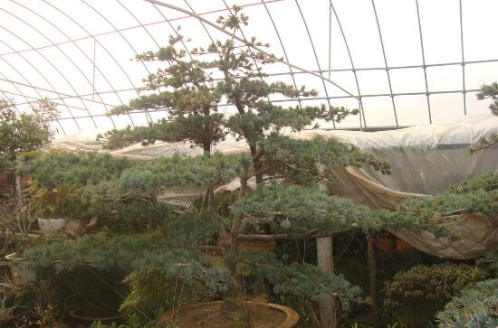 紅豆杉圖片/紅豆杉樣板圖 (1)