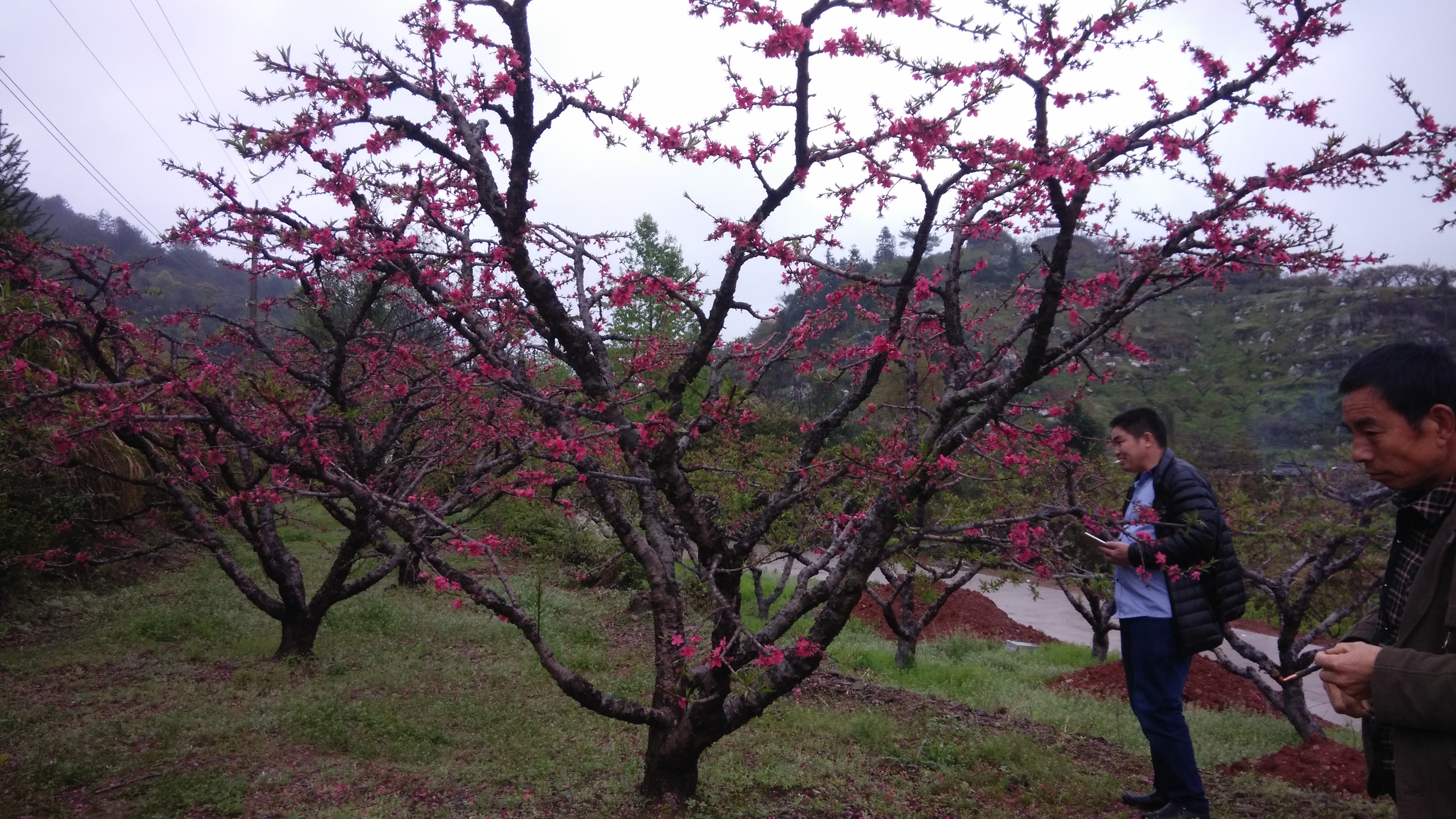 桃花圖片/桃花樣板圖 (3)