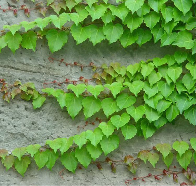 爬山虎苗圖片/爬山虎苗樣板圖 (2)