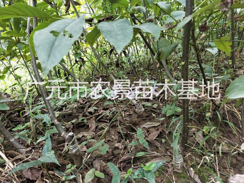 香玲核桃苗圖片/香玲核桃苗樣板圖 (4)