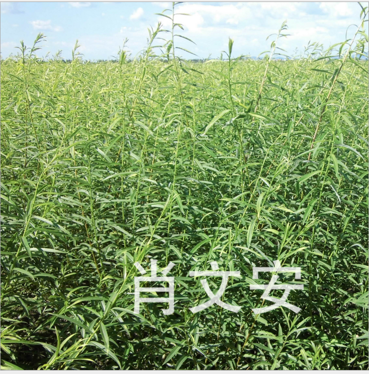 茅草圖片/茅草樣板圖 (4)