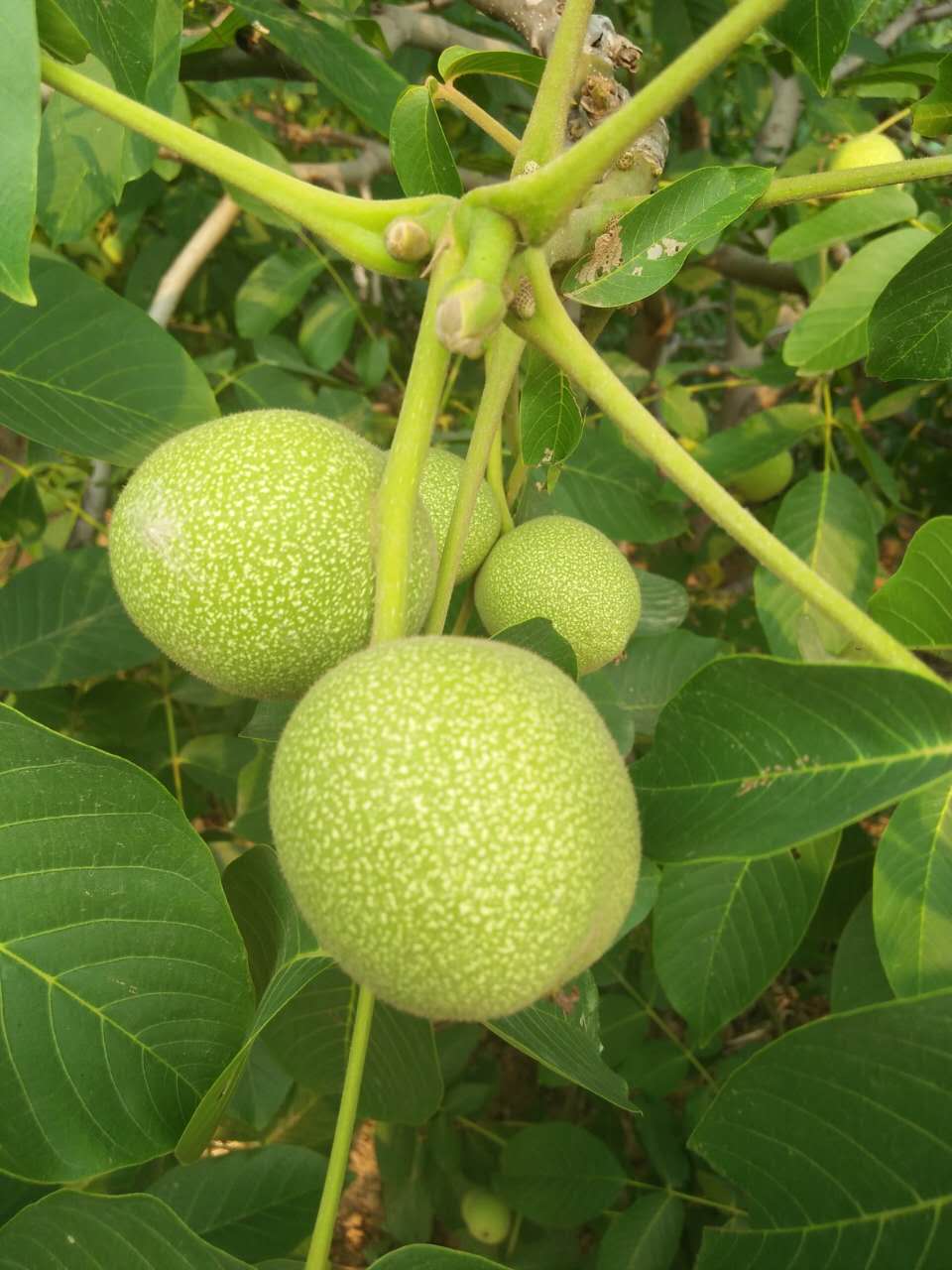 河北清香  核桃苗批發(fā) 河北清香核桃苗 核桃苗廠家 核桃苗批發(fā) 石家莊核桃苗 遼一核桃苗 贊皇核桃苗