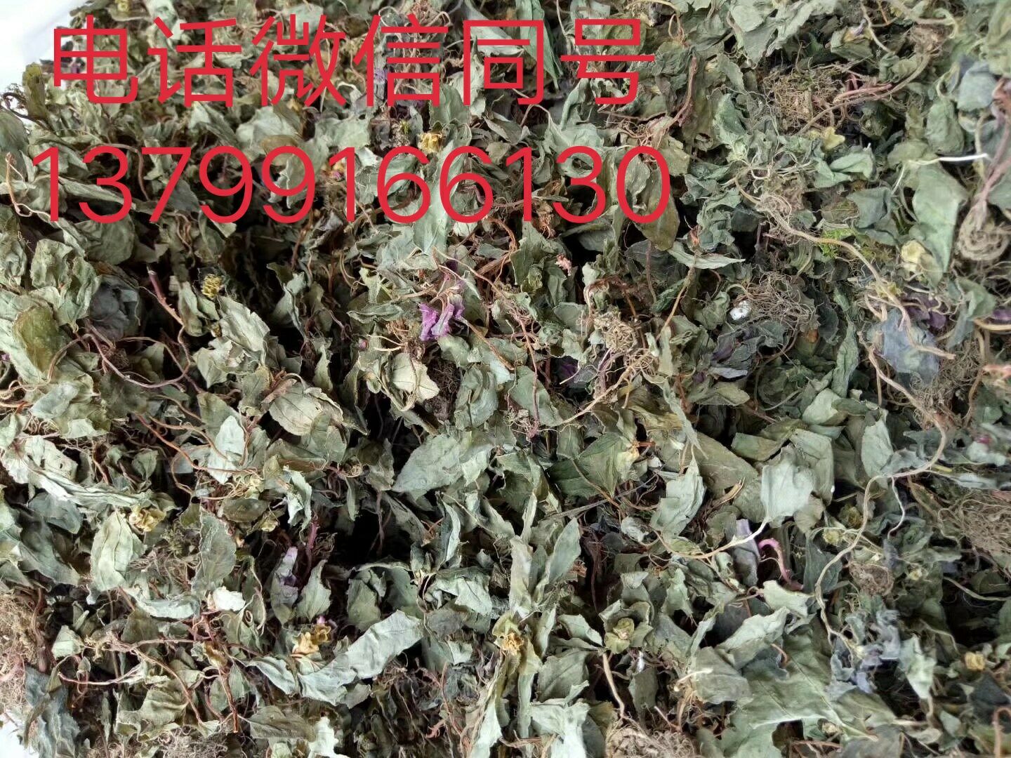 風古草圖片/風古草樣板圖 (3)