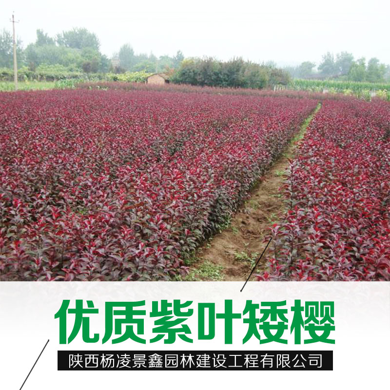 紫葉矮櫻圖片