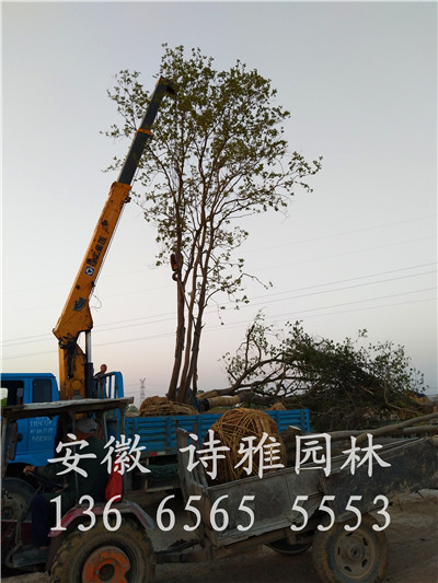 烏桕圖片/烏桕樣板圖 (3)