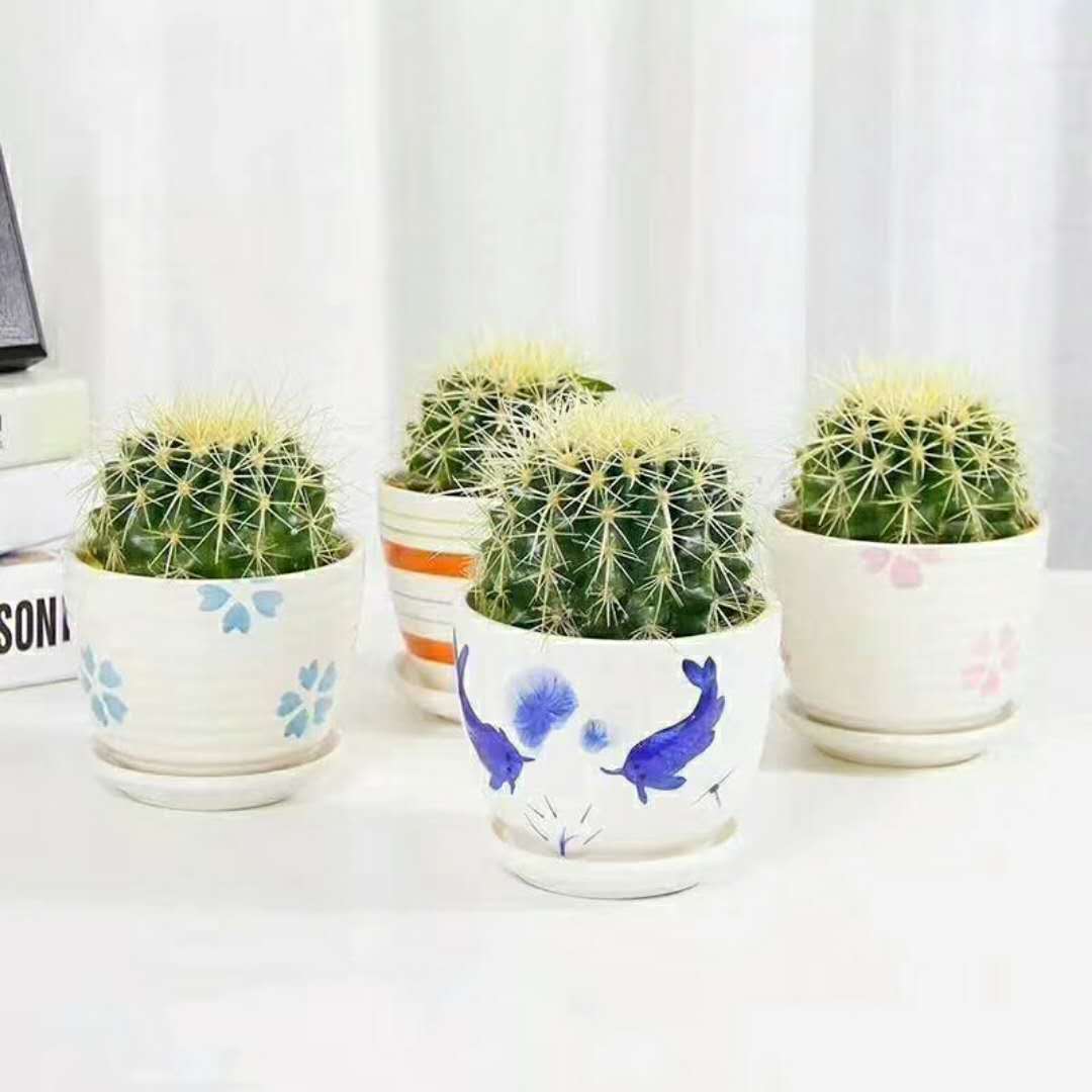 室內(nèi)綠植租擺 廣州室內(nèi)綠植租擺公司 室內(nèi)綠植租擺費用 專業(yè)室內(nèi)綠植租擺公司