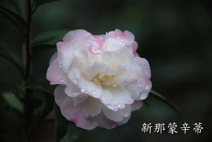 廣東山茶花樹圖片/廣東山茶花樹樣板圖 (4)