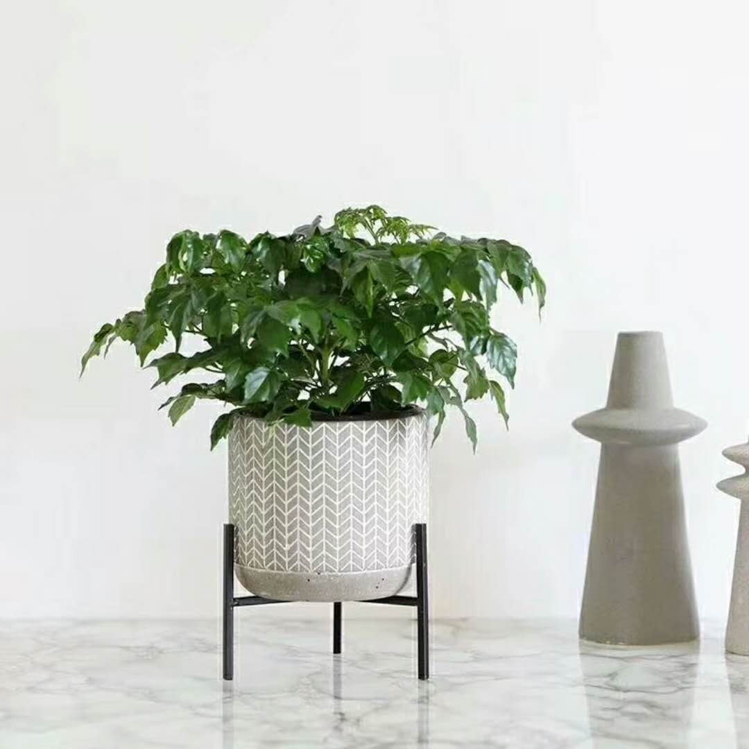 廣州綠植批發(fā)市場  廣州花卉綠植批發(fā)市場 花卉盆栽批發(fā)  花卉盆栽批發(fā)價錢