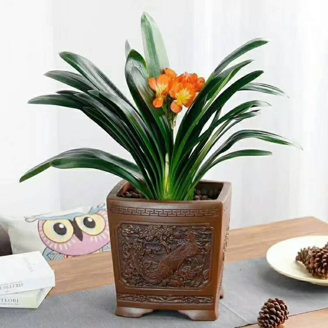 花草圖片/花草樣板圖 (1)