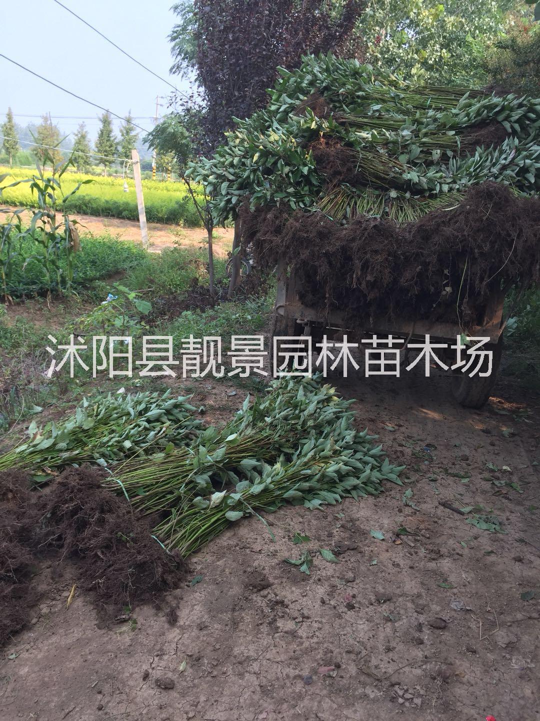 江蘇紅瑞木種植基地圖片