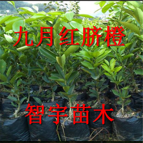 供应九月红脐橙树苗,脐橙苗供应商,果幼苗厂家,量大从优,优质果苗厂家批发图片