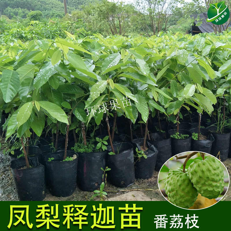 臺灣釋迦果苗