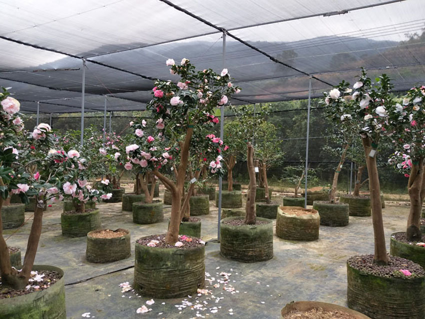 茶花樹圖片/茶花樹樣板圖 (4)