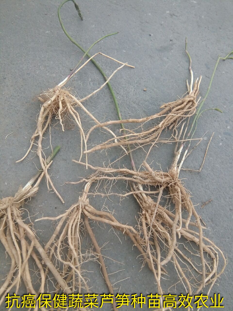 蘆筍種子圖片/蘆筍種子樣板圖 (3)