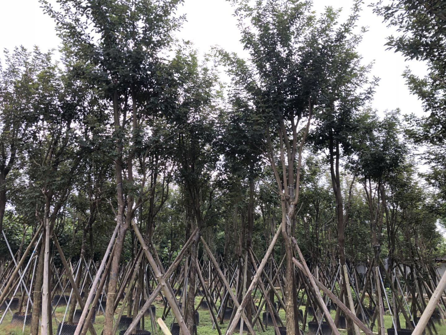苗木圖片/苗木樣板圖 (1)