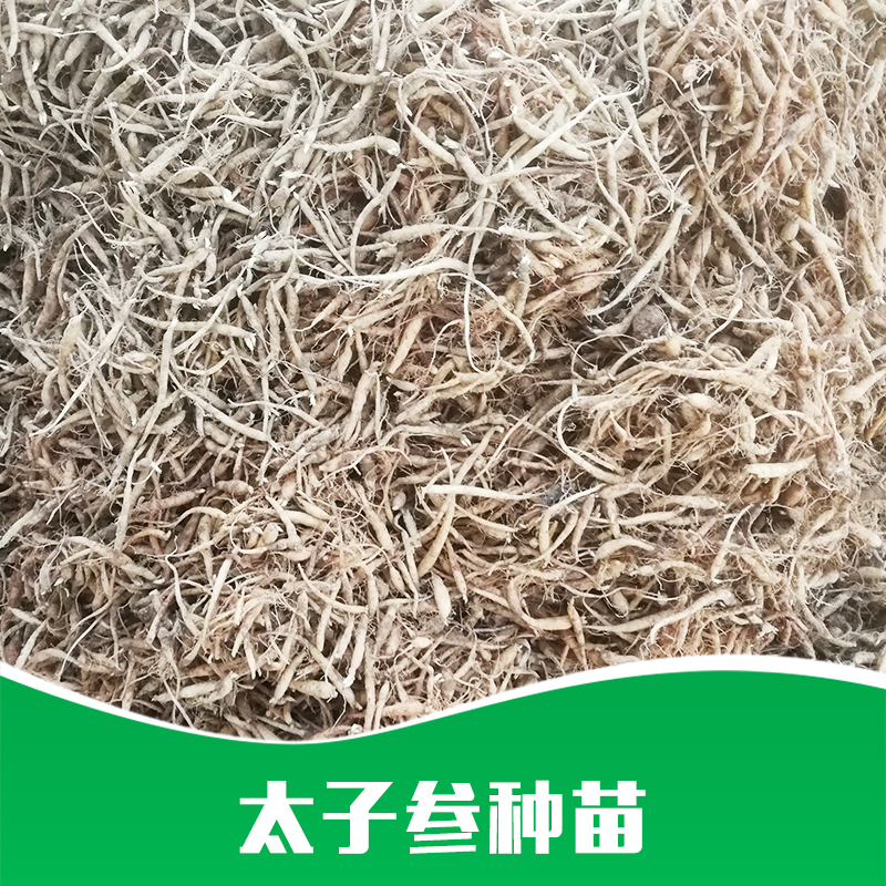 太子參種苗圖片/太子參種苗樣板圖 (2)