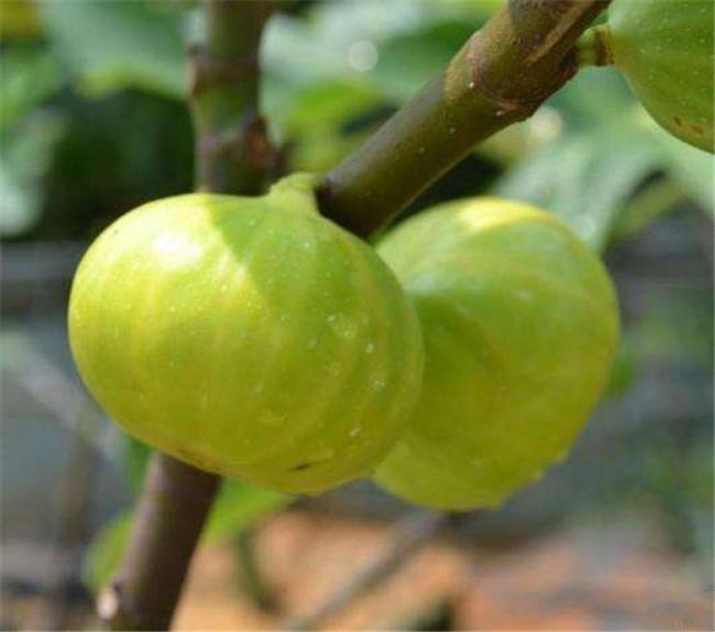 布蘭瑞克、波姬紅，果玩無花果豐產抗病適應力強市場廣闊