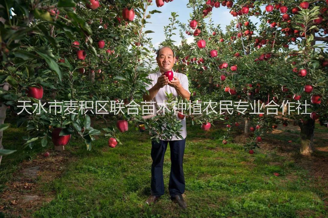花牛蘋果苗哪里有?花牛蘋果苗多少錢