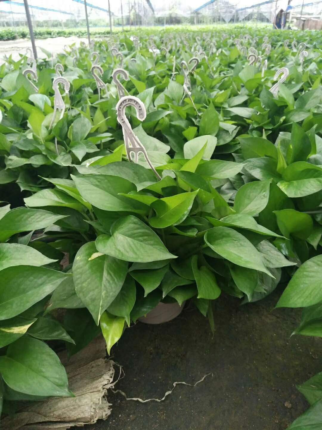 綠蘿圖片/綠蘿樣板圖 (1)